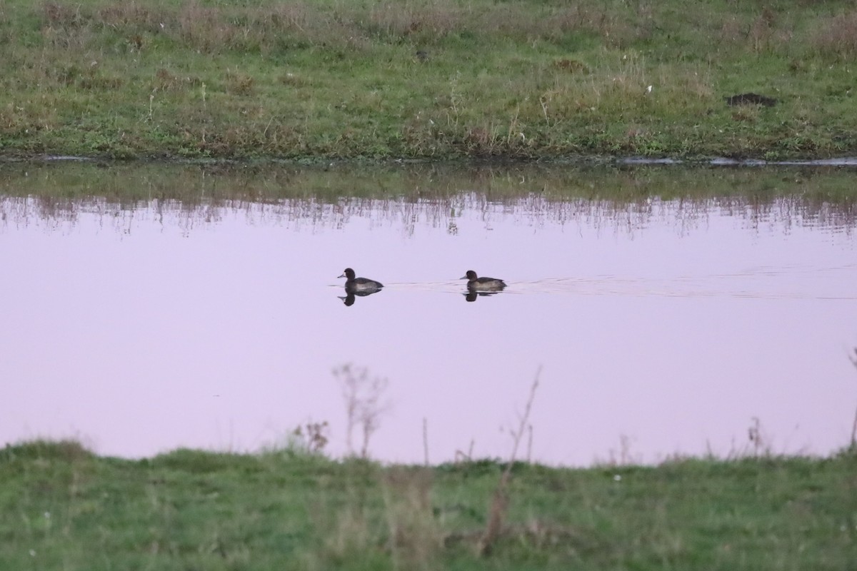 Greater Scaup - ML645610631
