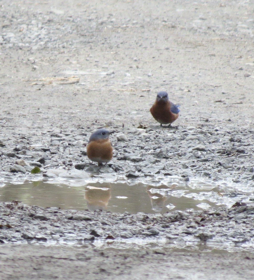 Eastern Bluebird - ML645610632