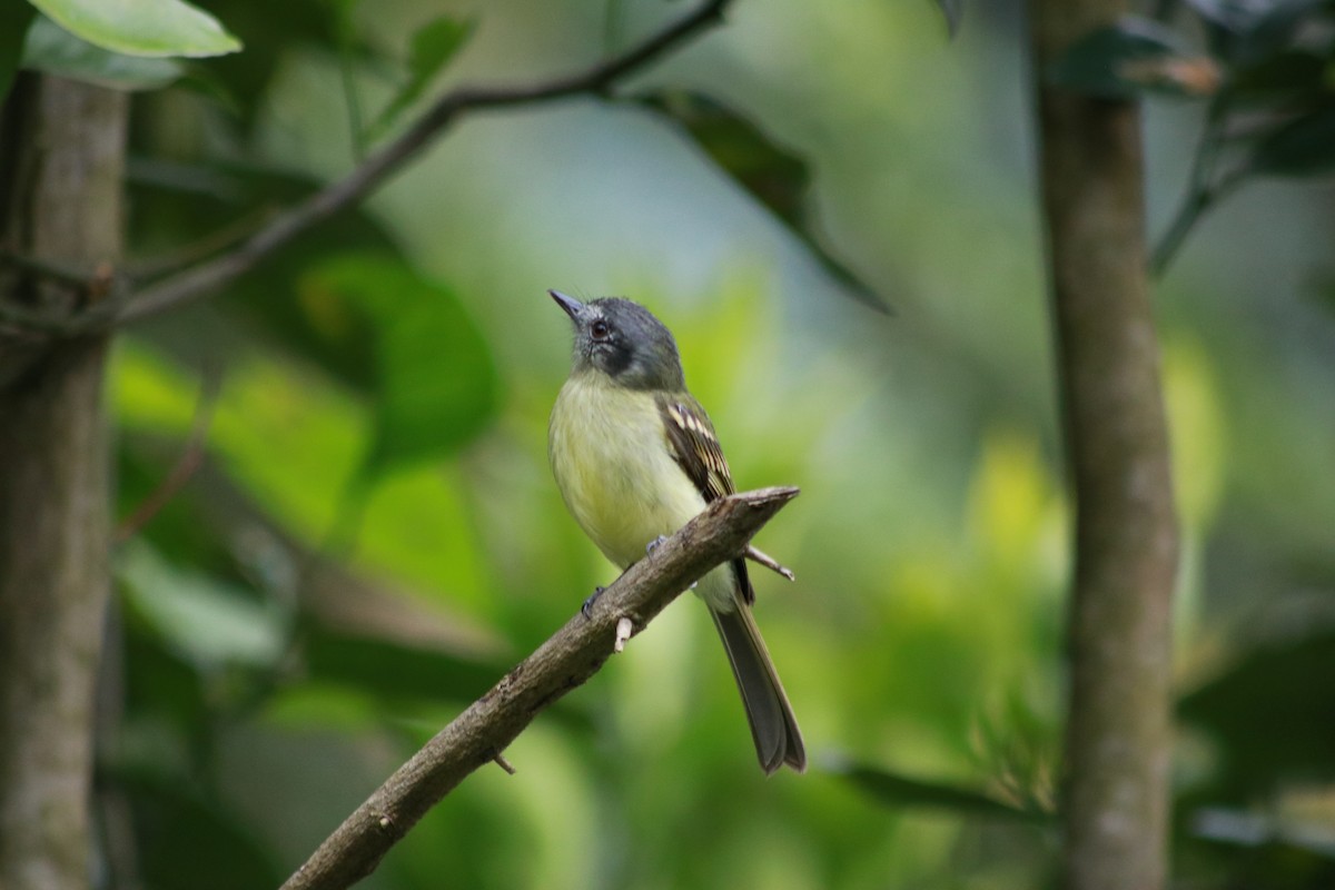 Slaty-capped Flycatcher (superciliaris) - ML645610633
