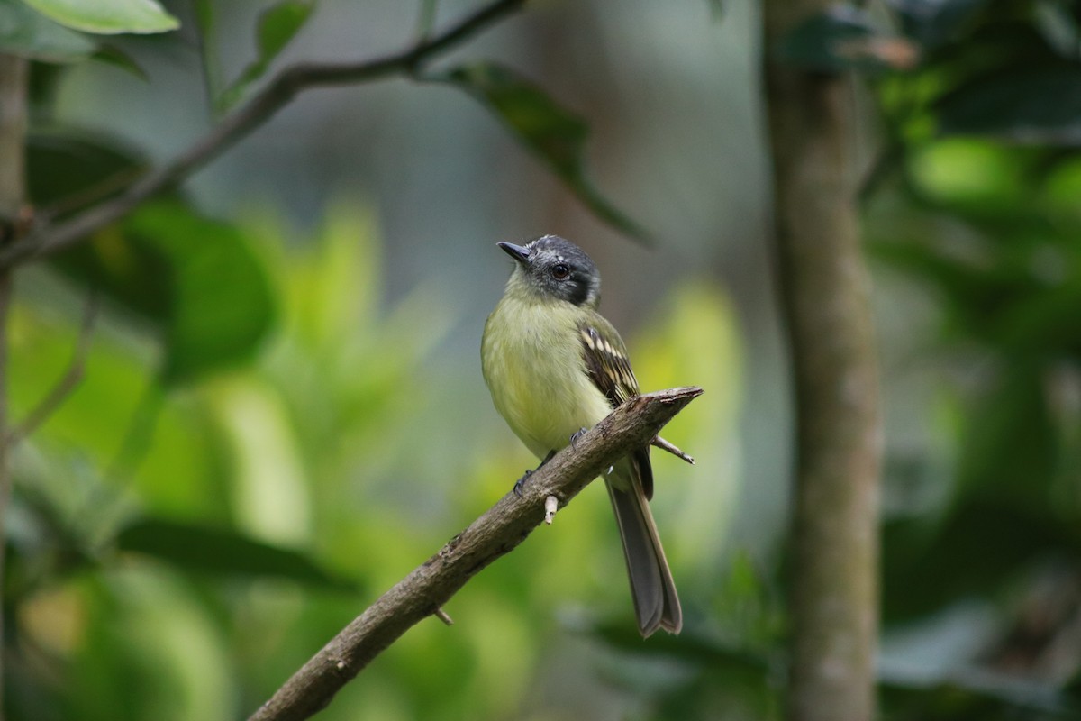 Slaty-capped Flycatcher (superciliaris) - ML645610634