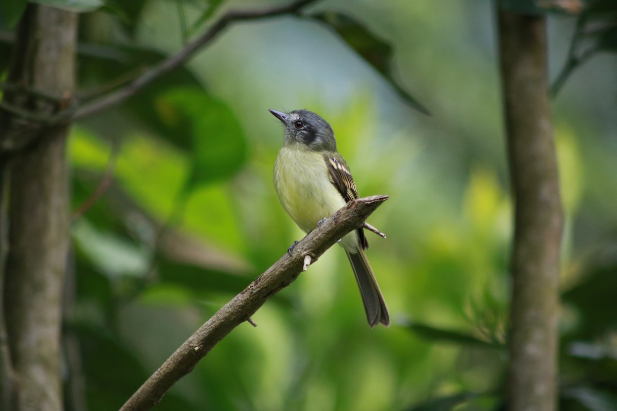 Slaty-capped Flycatcher (superciliaris) - ML645610635