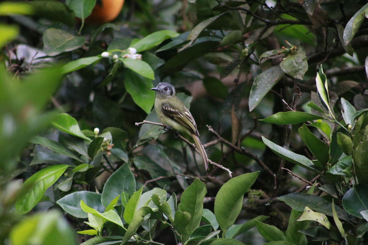 Slaty-capped Flycatcher (superciliaris) - ML645610636