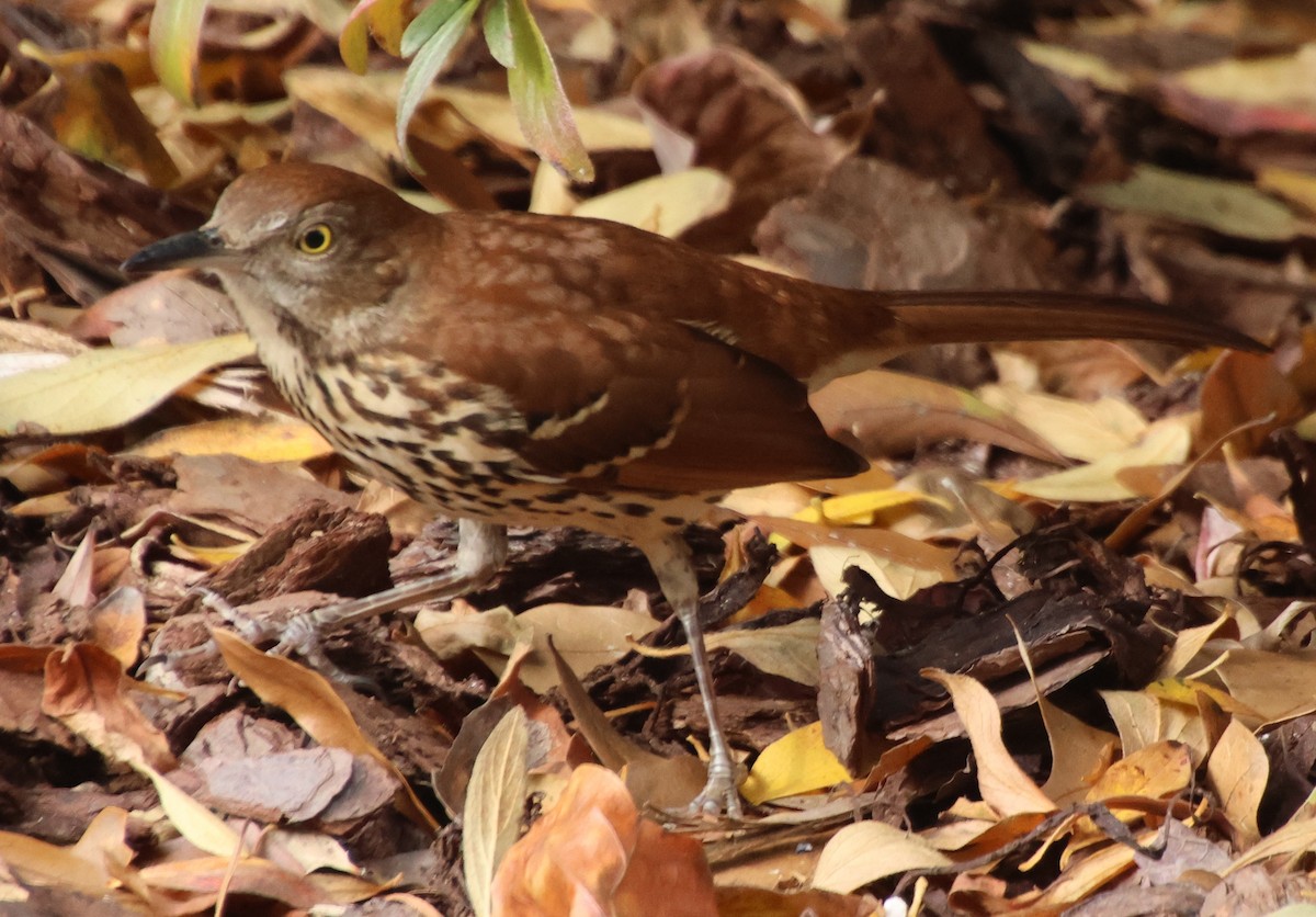 Brown Thrasher - ML645610638