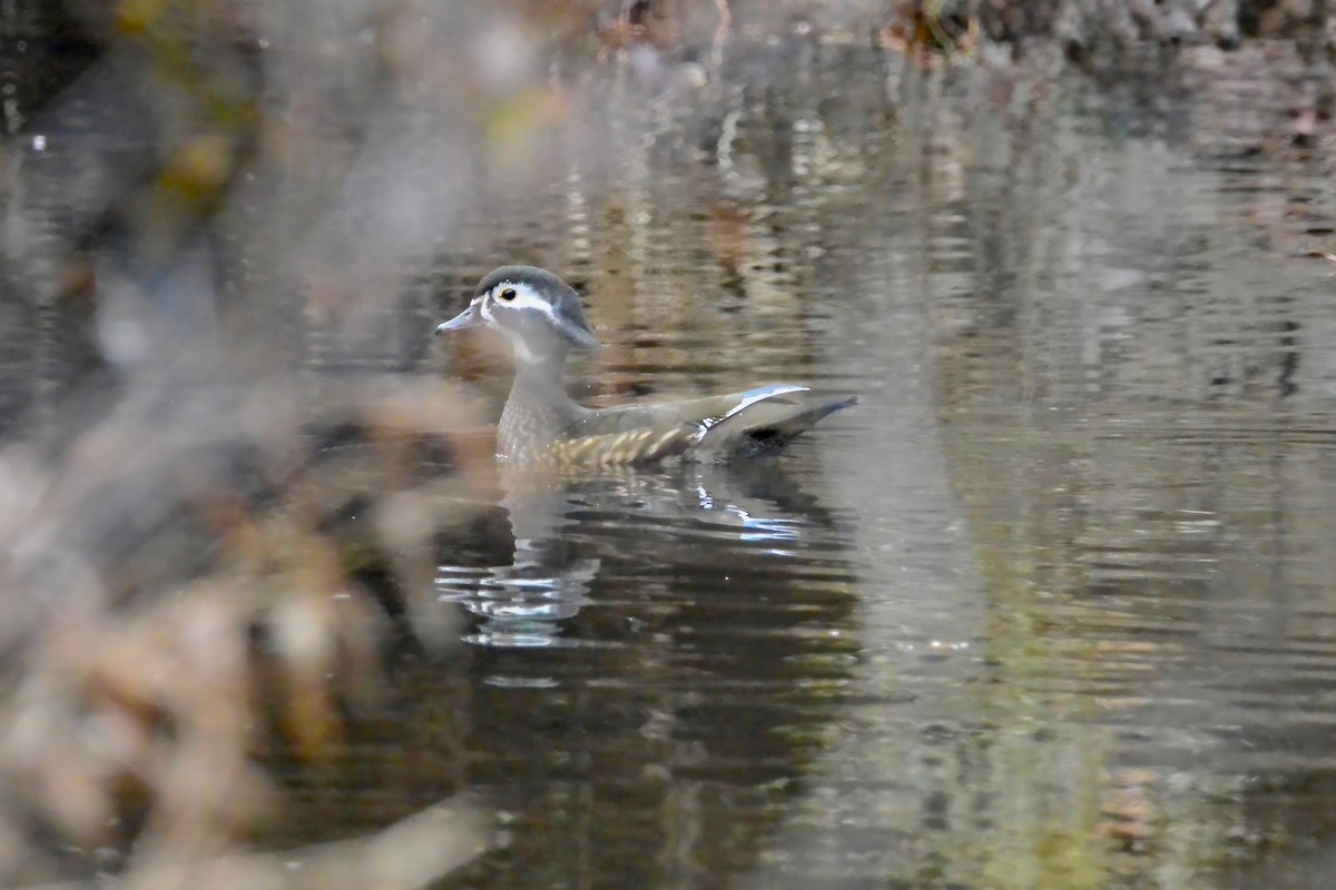 アメリカオシ - ML645610641