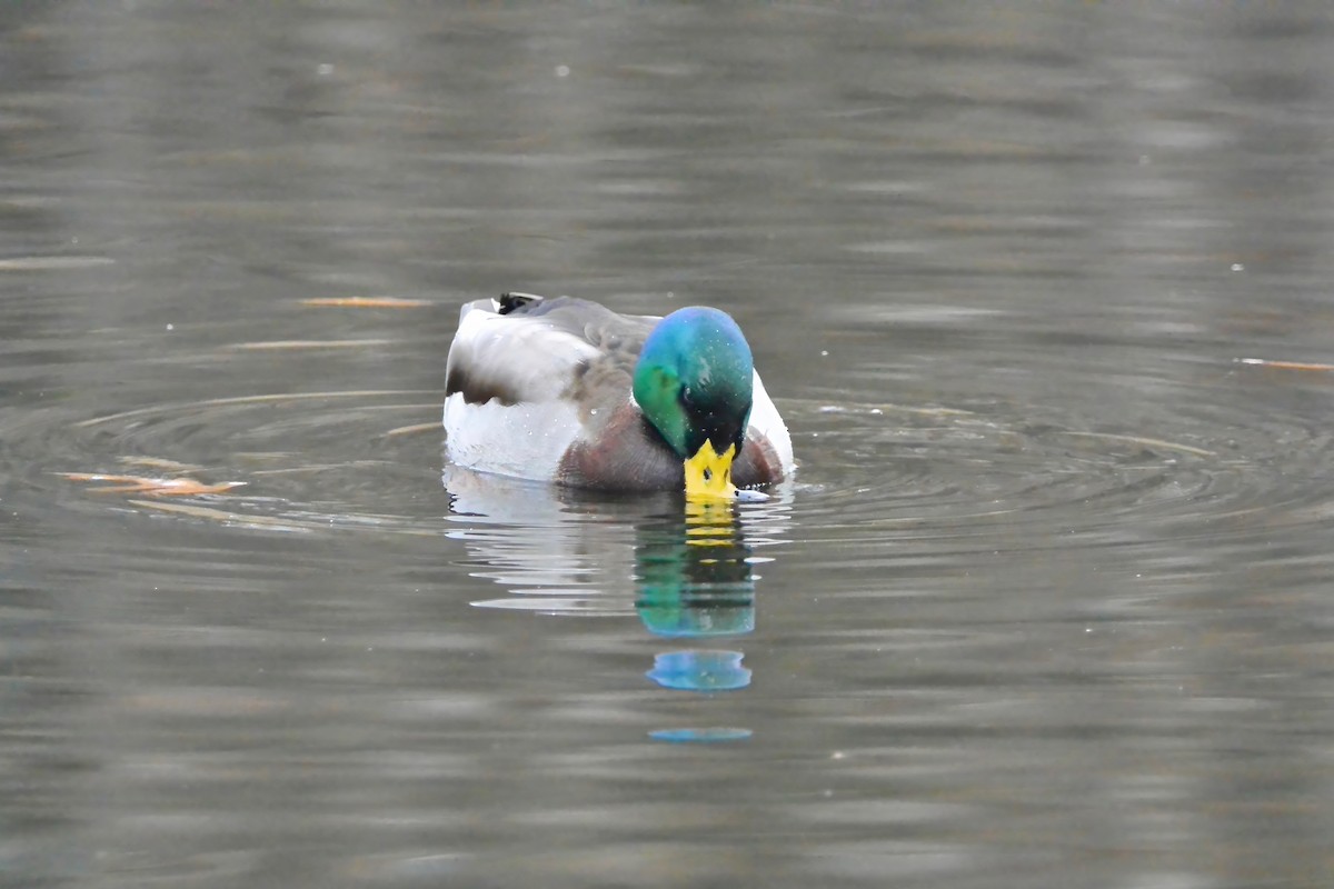 マガモ - ML645610658