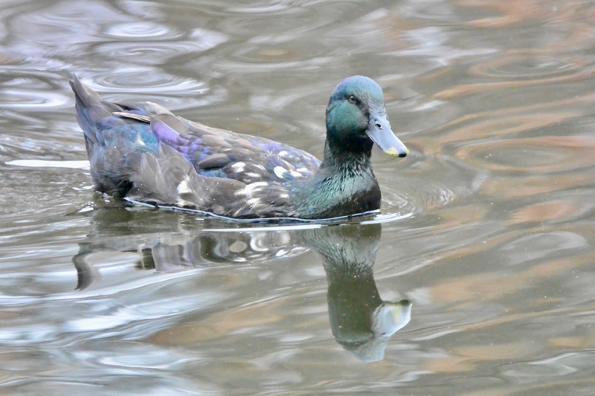 マガモ（アヒル、家畜） - ML645610663