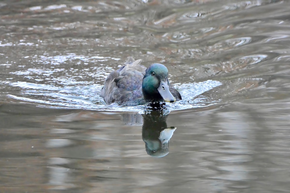 マガモ（アヒル、家畜） - ML645610664