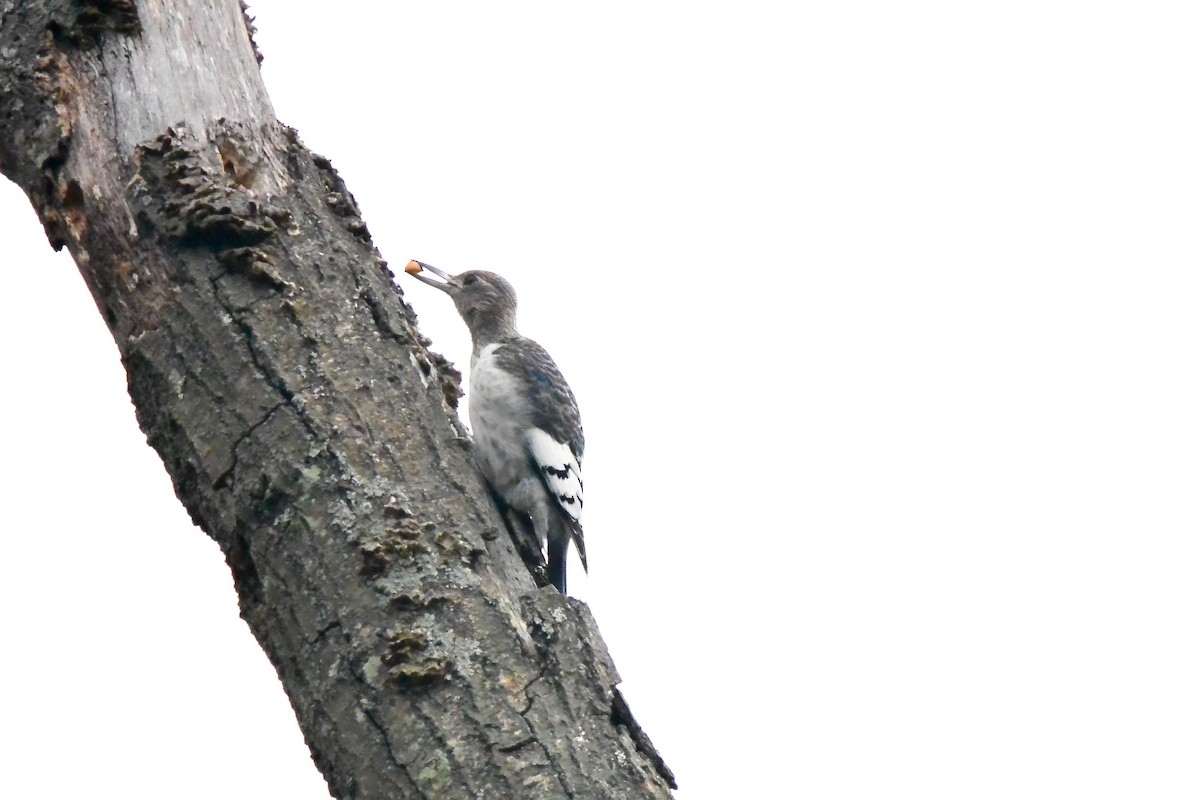 ズアカキツツキ - ML645610693