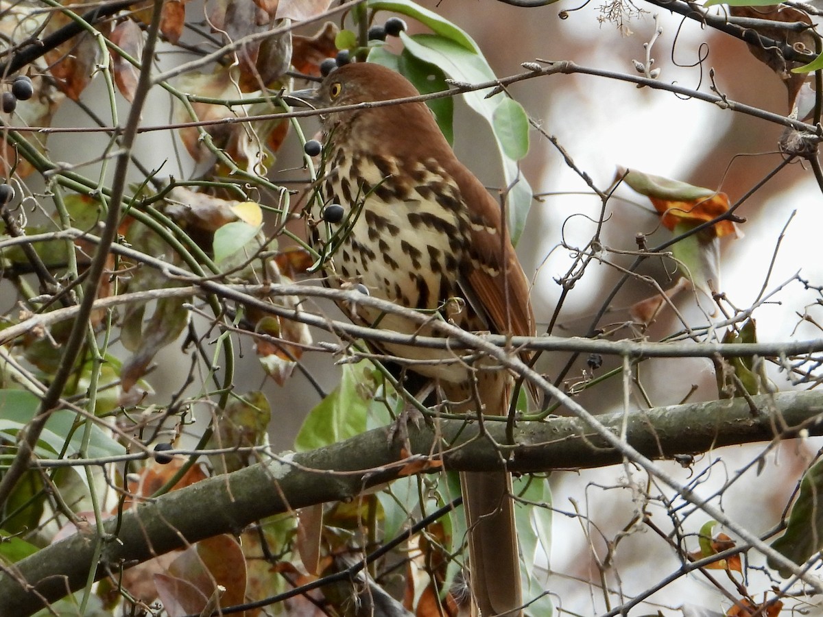 Brown Thrasher - ML645610711