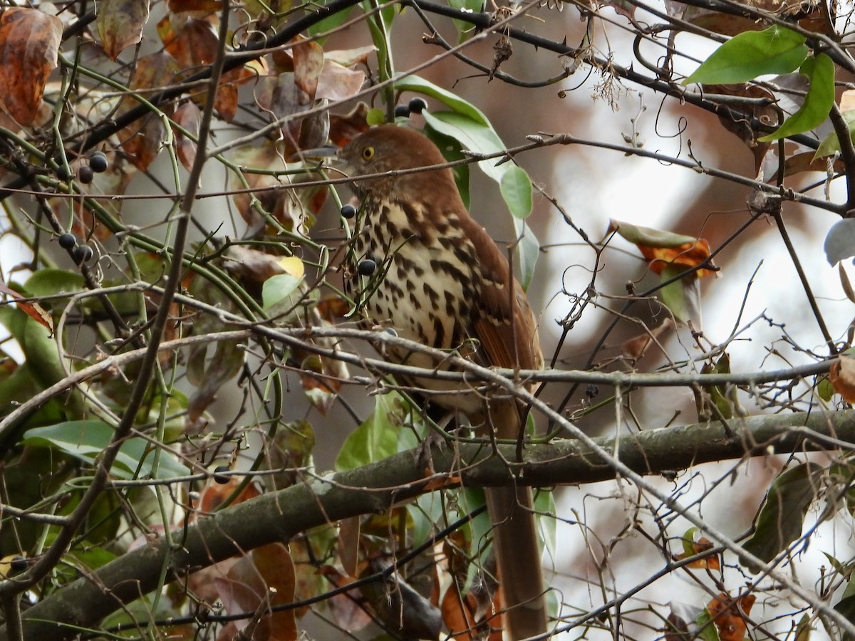 Brown Thrasher - ML645610712