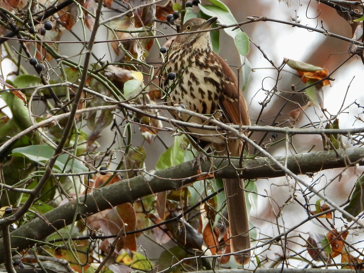 Brown Thrasher - ML645610713