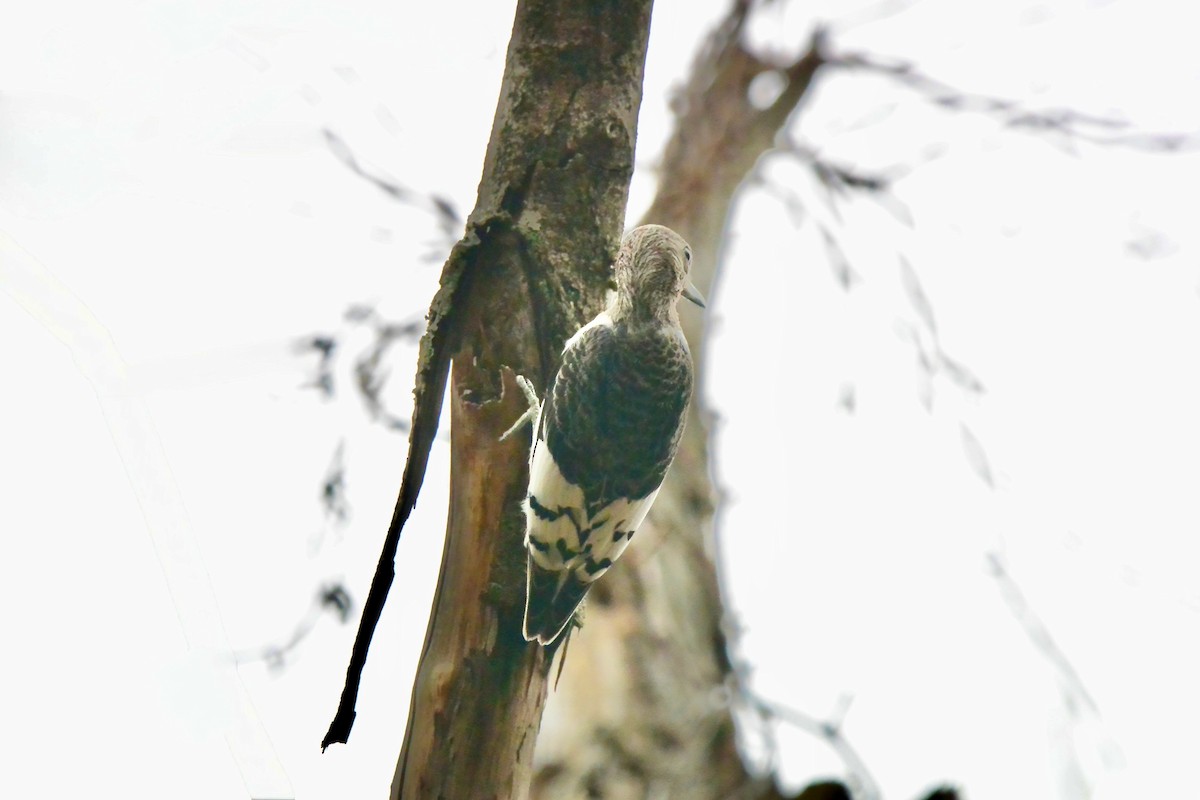 ズアカキツツキ - ML645610716