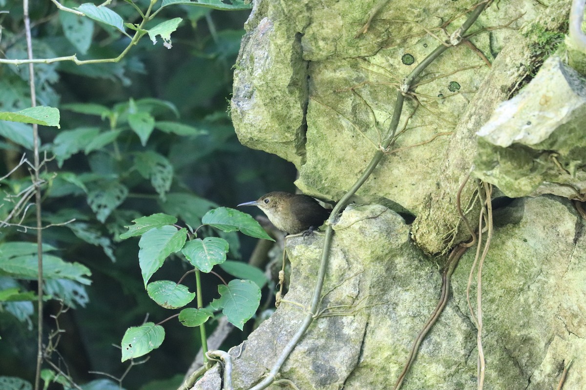 Nava's Wren - ML645610739