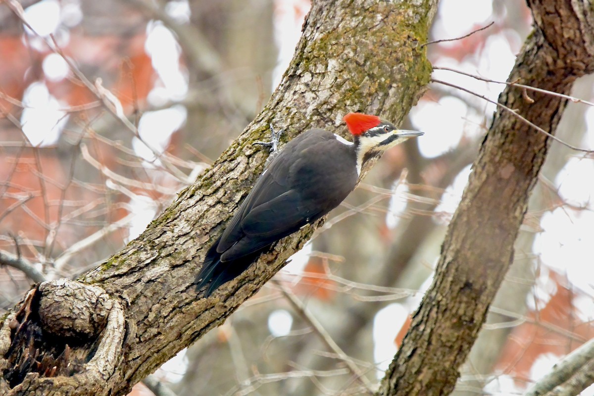 エボシクマゲラ - ML645610741