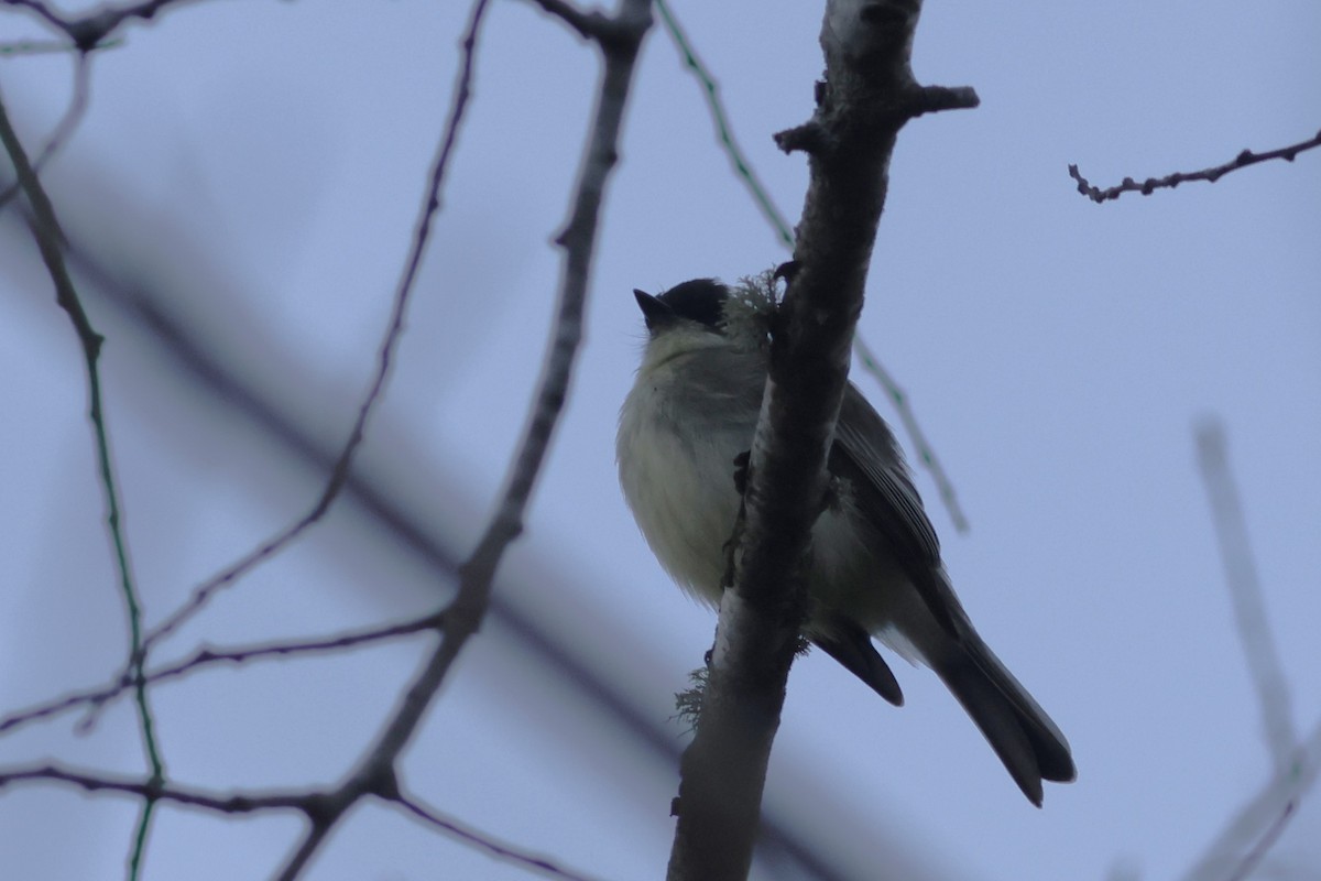 Eastern Phoebe - ML645610750