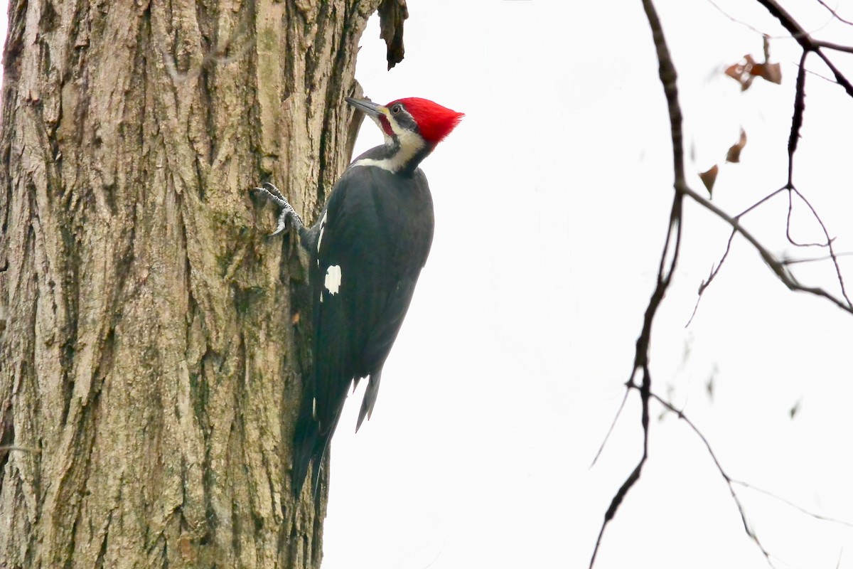 エボシクマゲラ - ML645610754