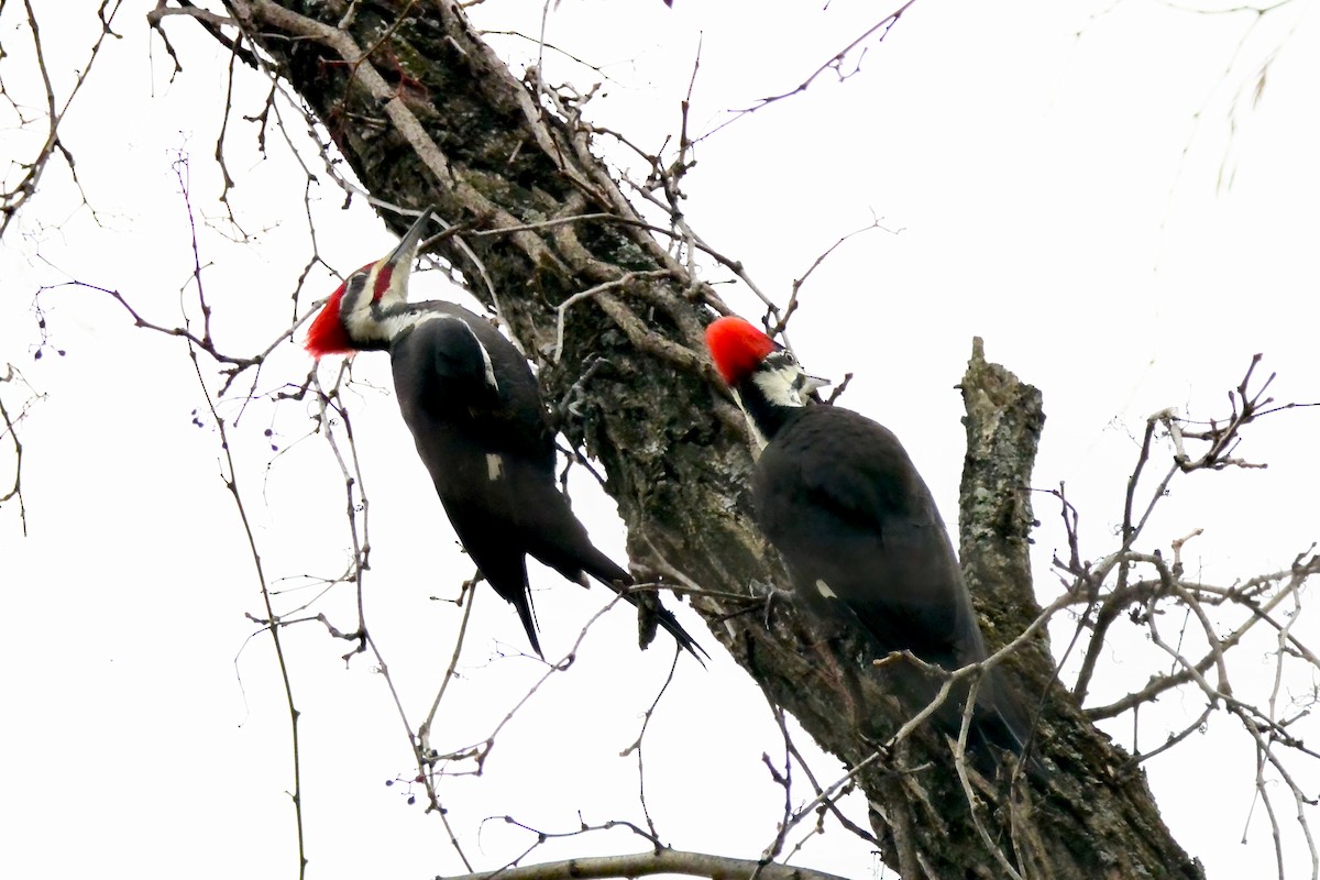 エボシクマゲラ - ML645610772