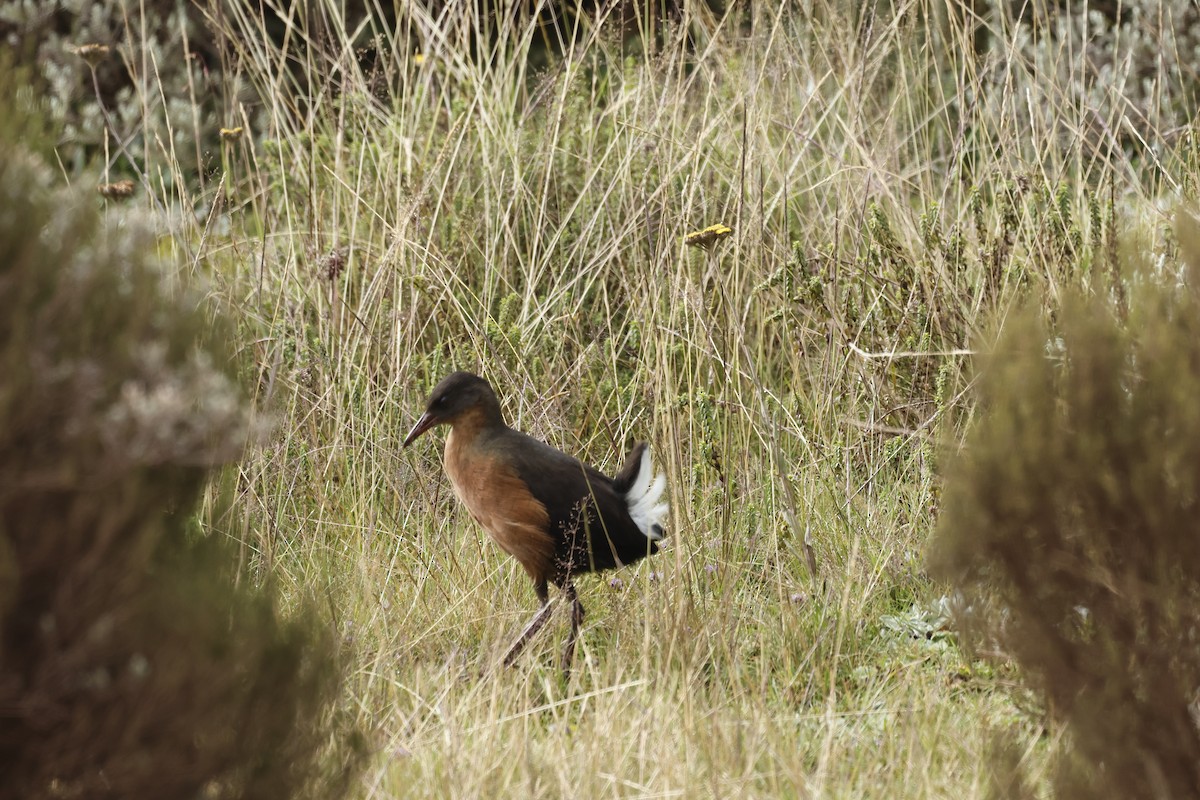 Rascón Etíope - ML645610777