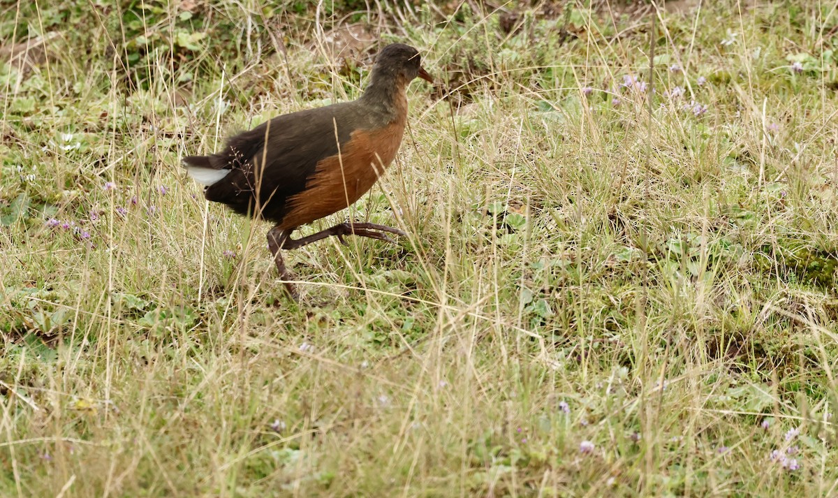 Rascón Etíope - ML645610778