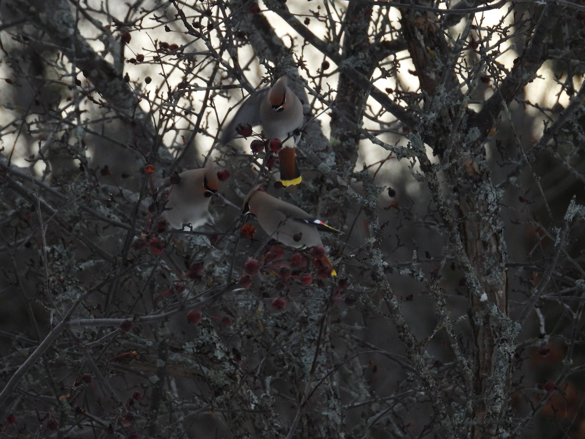 Ampelis Europeo - ML645610779