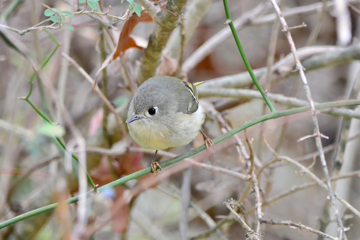 ルビーキクイタダキ - ML645610784