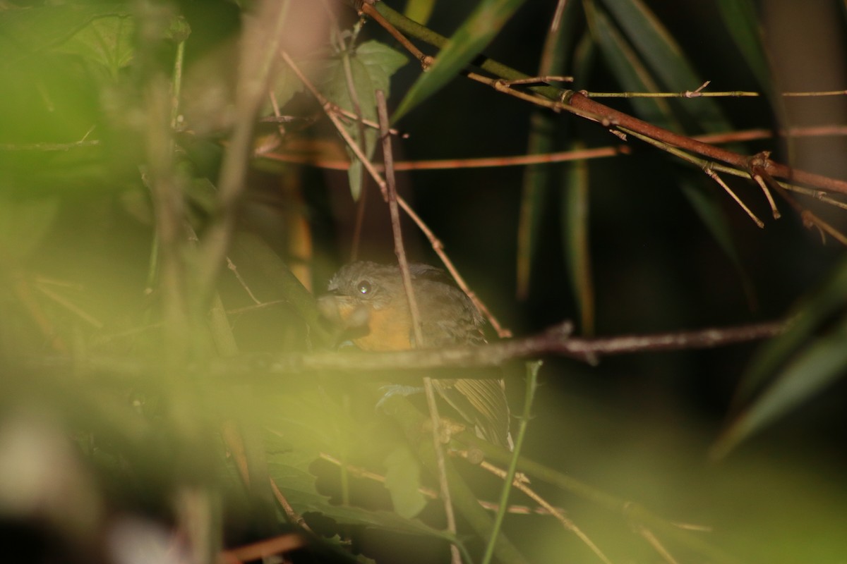 Parker's Antbird - ML645610790