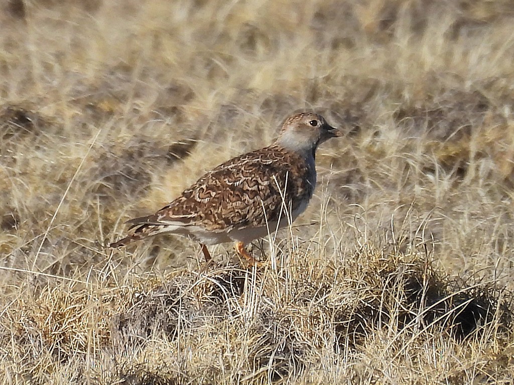 Thinocore de Patagonie - ML645610802