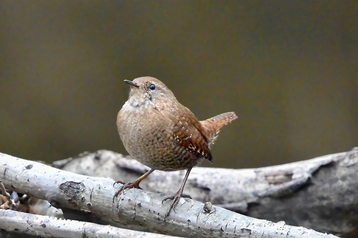 フユミソサザイ - ML645610803