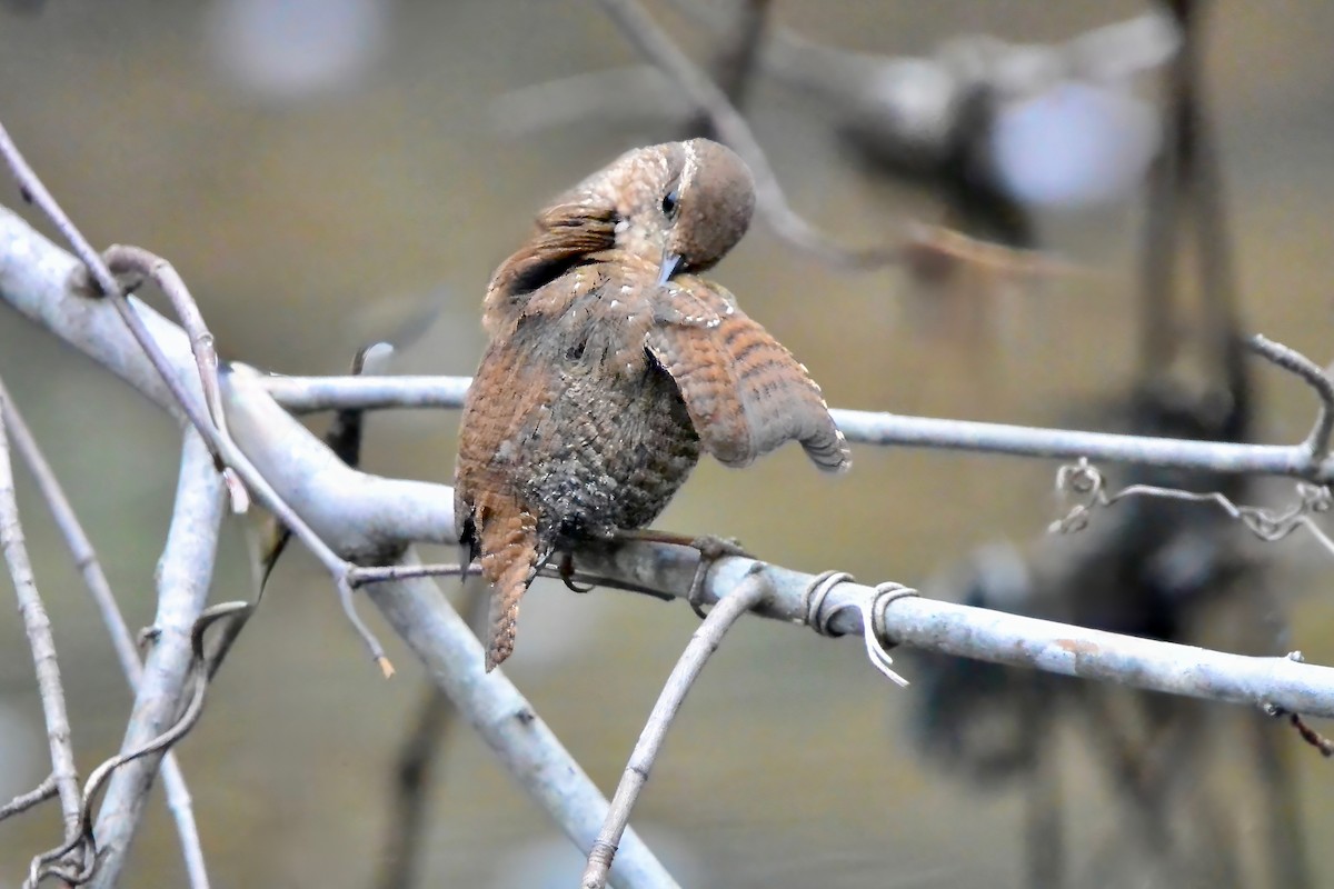 フユミソサザイ - ML645610804