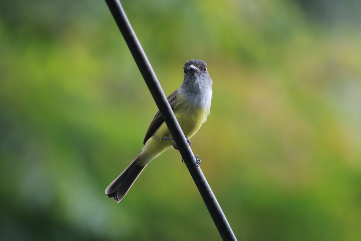Pale-edged Flycatcher - ML645610807