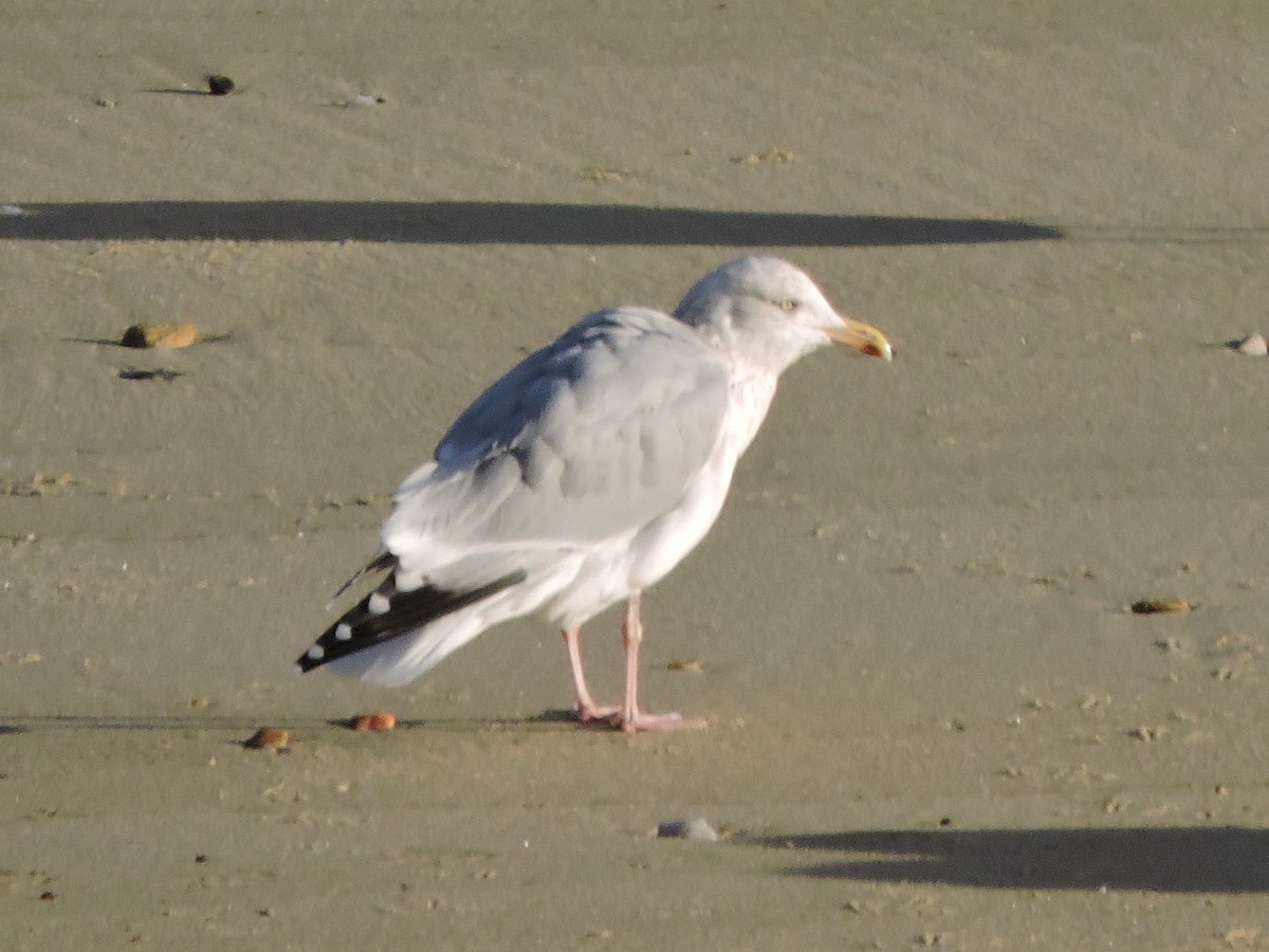 European Herring Gull - ML645610808