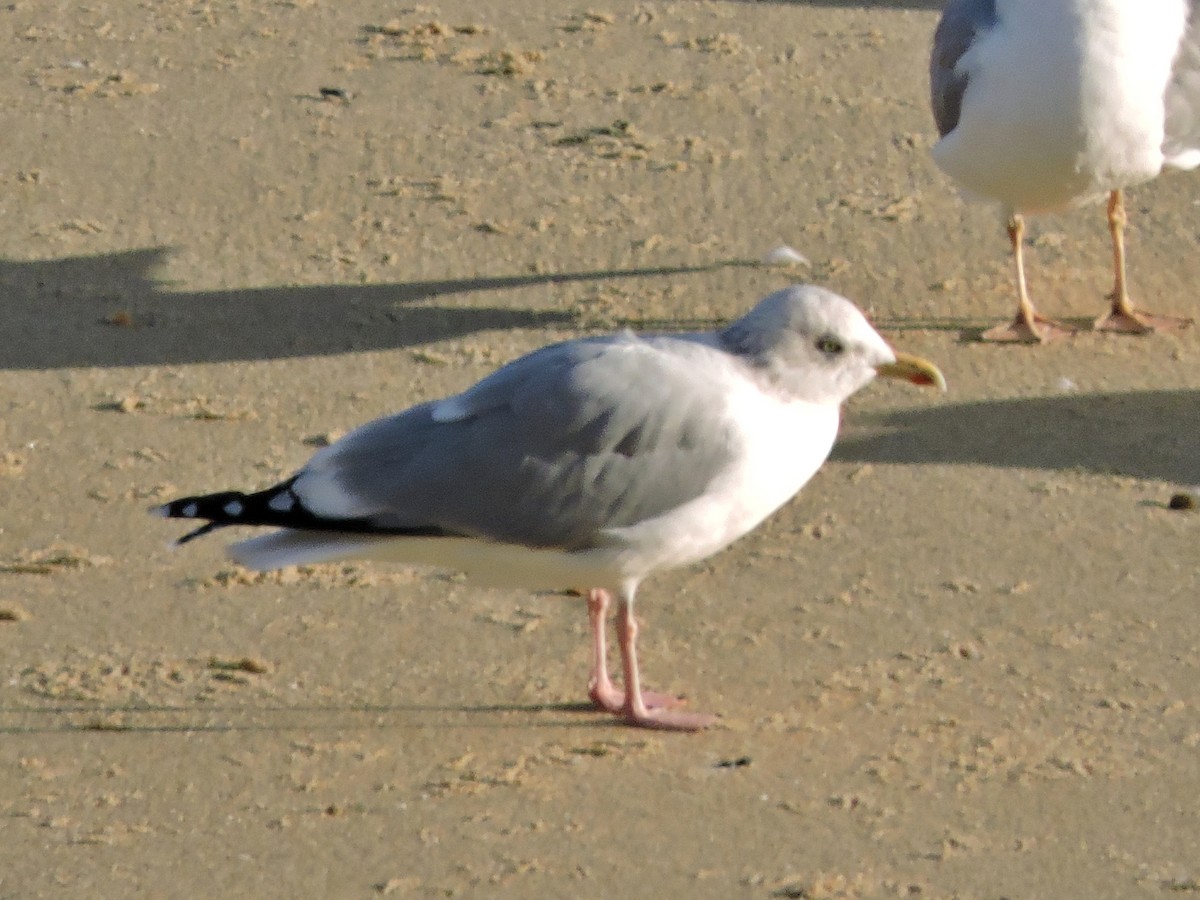 European Herring Gull - ML645610810