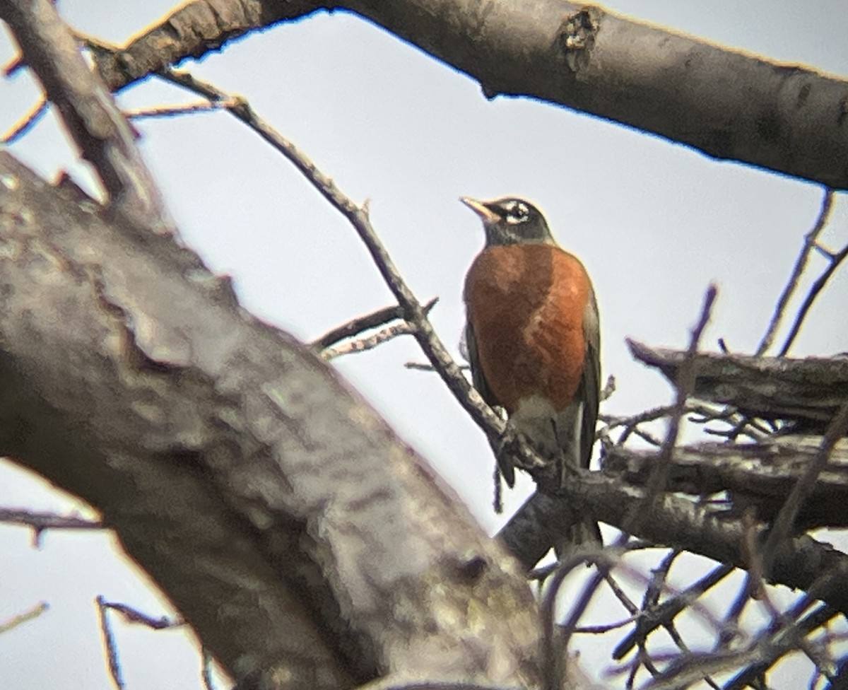 American Robin - ML645610811