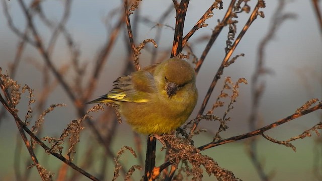 European Greenfinch - ML645610817