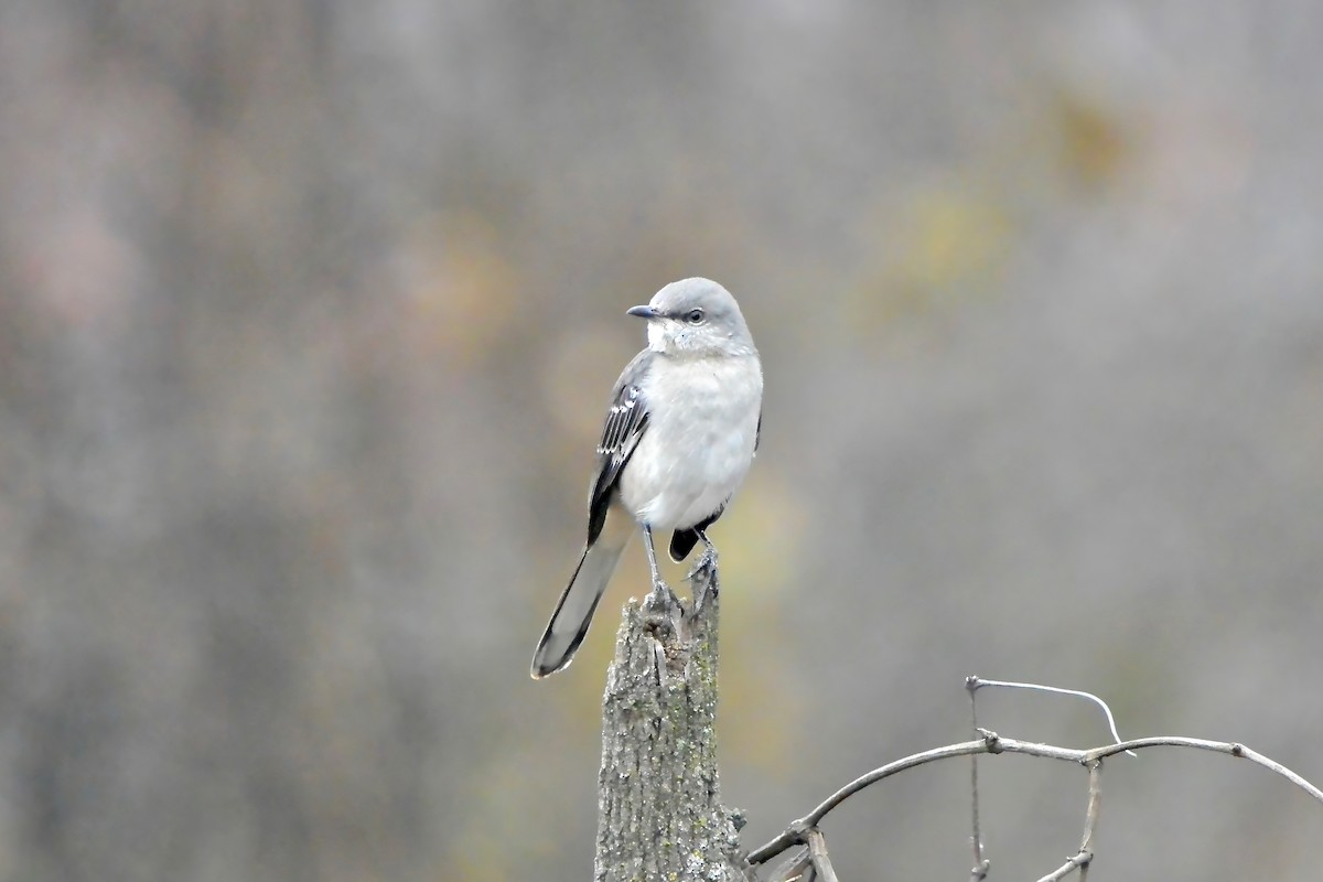 マネシツグミ - ML645610818