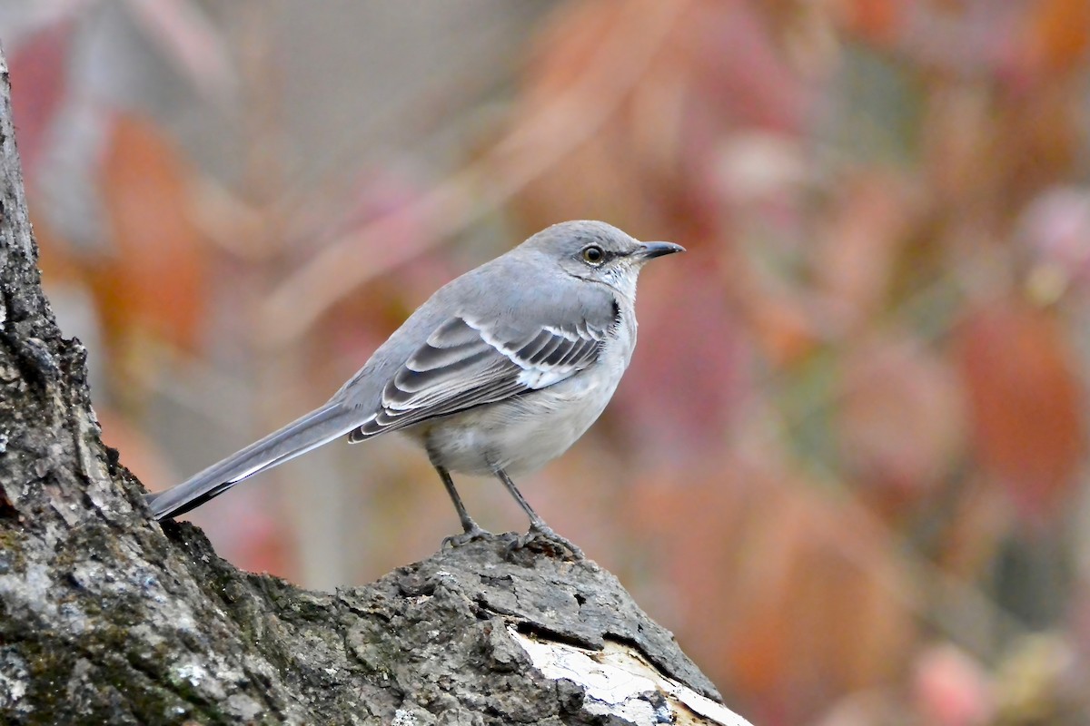 マネシツグミ - ML645610822