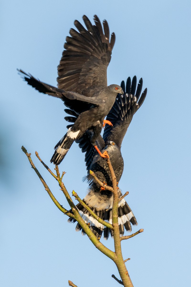 Crane Hawk (Blackish) - ML645610825