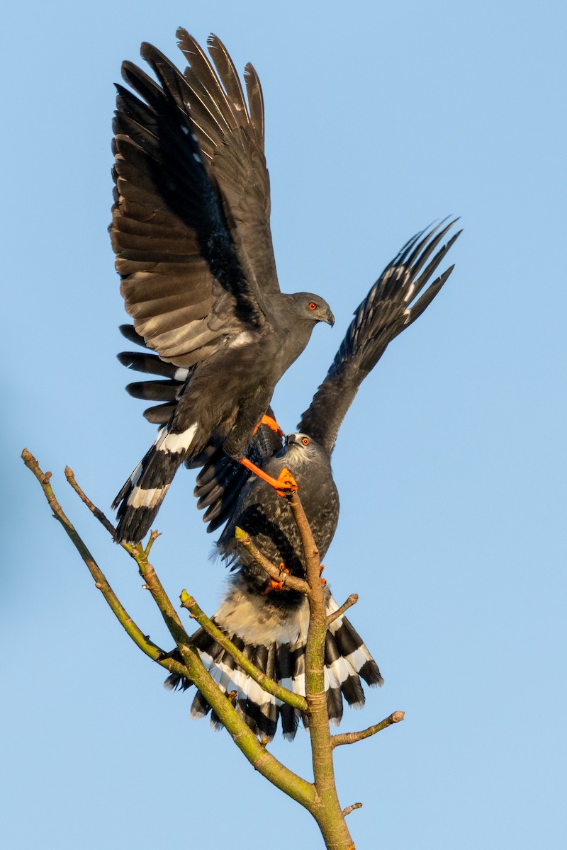 Crane Hawk (Blackish) - ML645610826