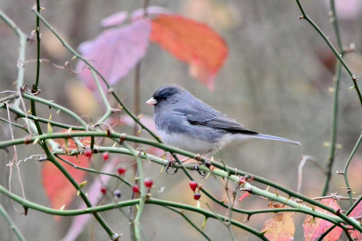 ユキヒメドリ - ML645610830