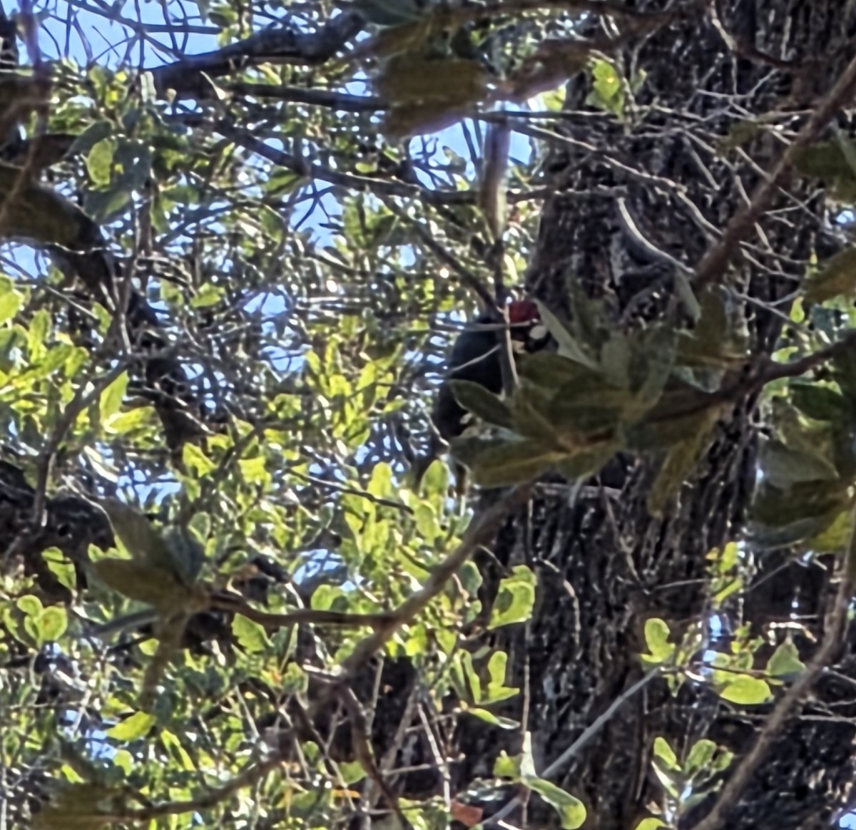 Acorn Woodpecker - ML645610835