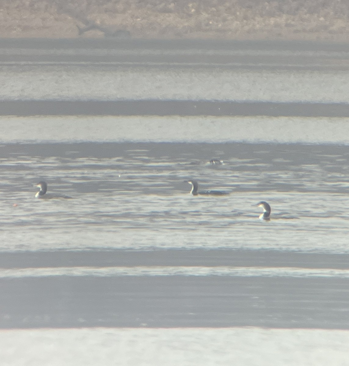 Pacific Loon - ML645610836