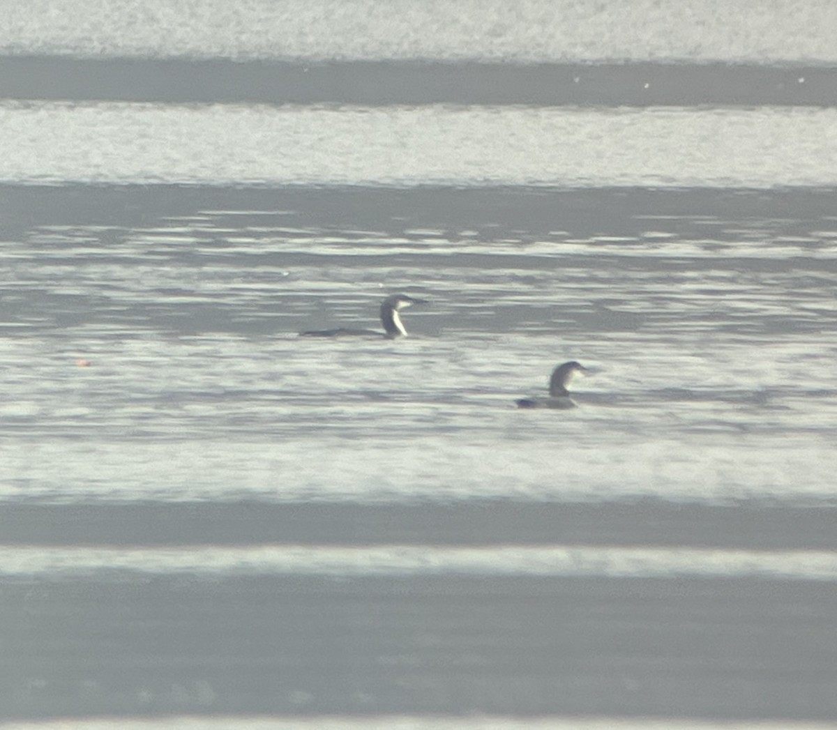 Pacific Loon - ML645610837