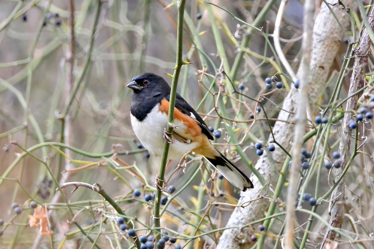 ワキアカトウヒチョウ - ML645610838