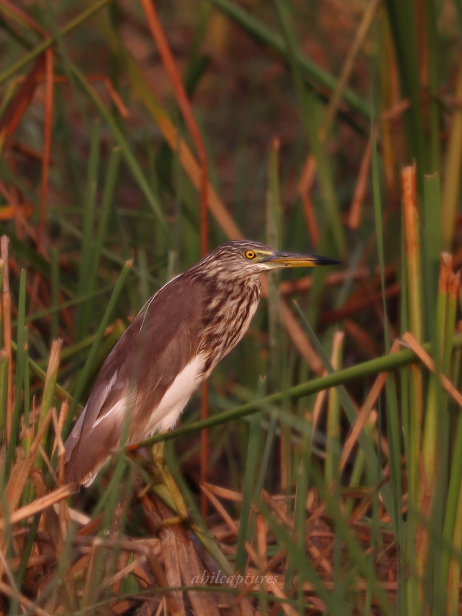 Indian Pond-Heron - ML645610841