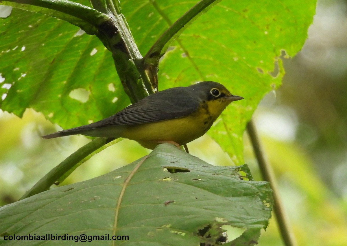 Reinita Canadiense - ML645610843