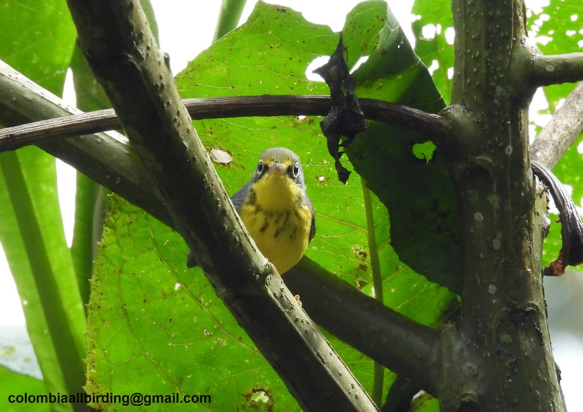 Reinita Canadiense - ML645610845