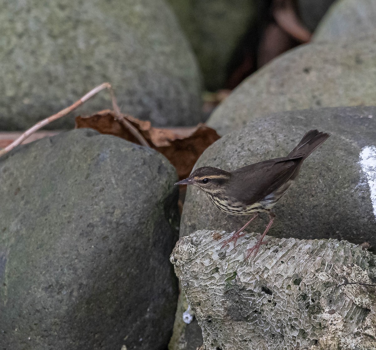 Northern Waterthrush - ML645610846