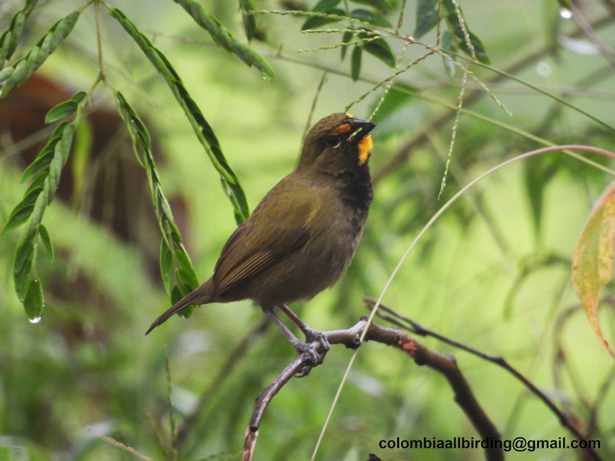 Yellow-faced Grassquit - ML645610851