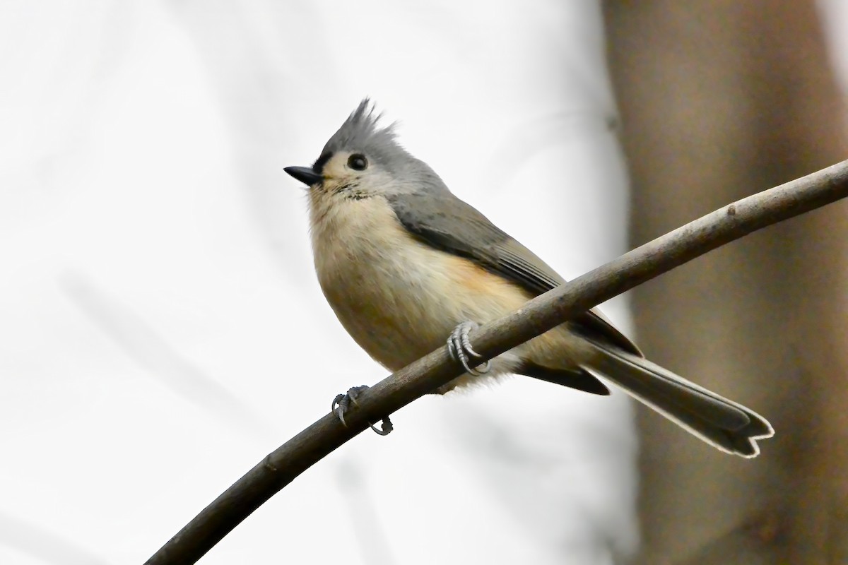 エボシガラ - ML645610854