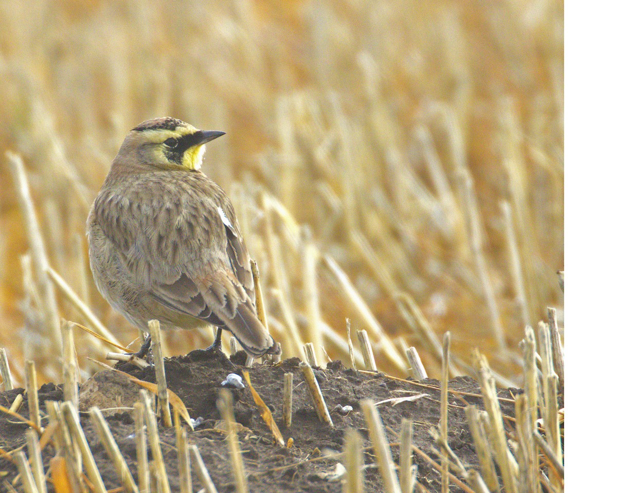 Horned Lark - ML645610857